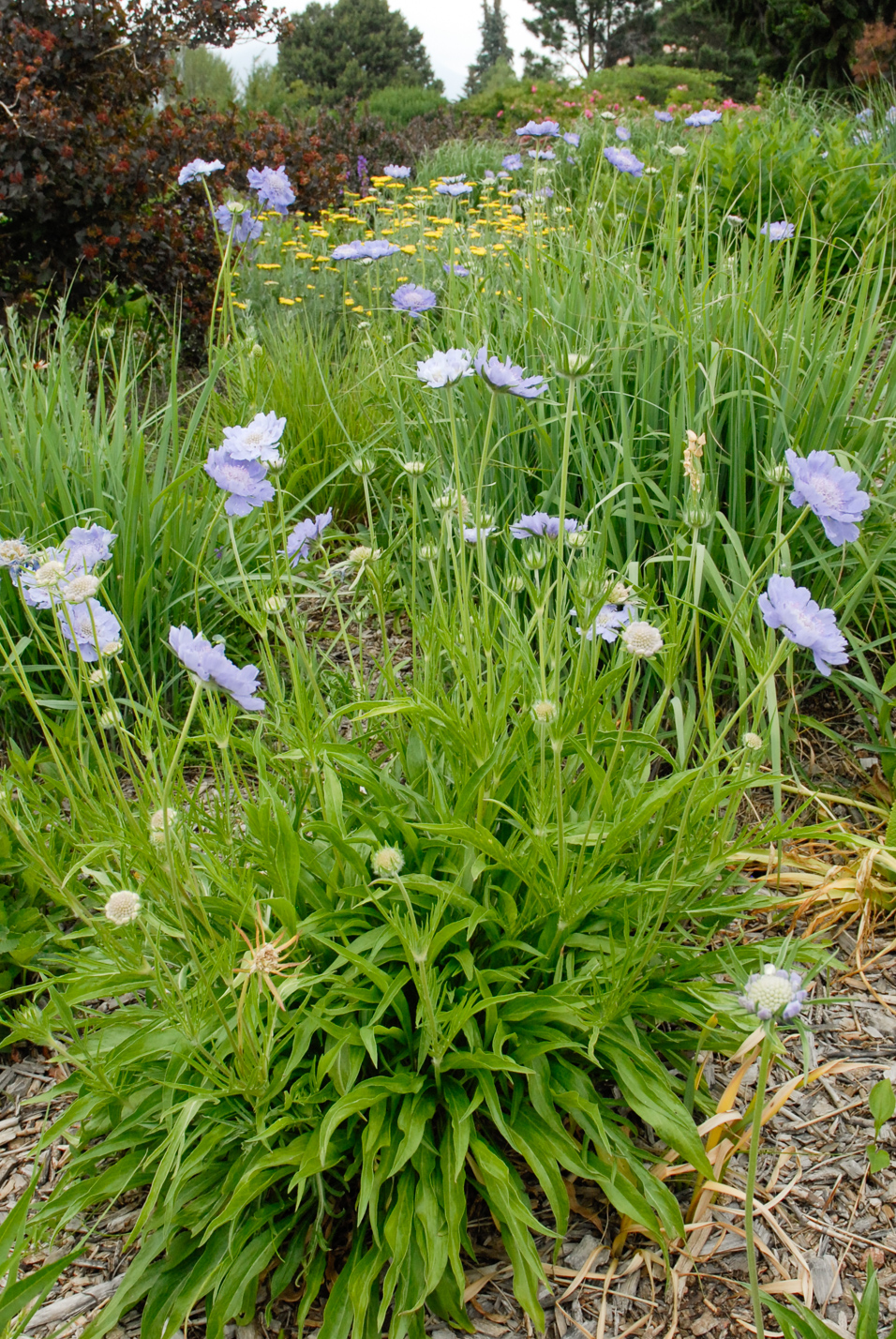 Caucasian Pincushion Flower